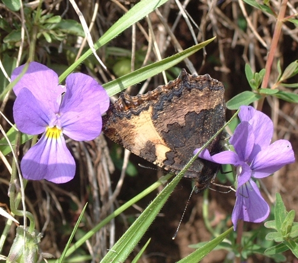 Aglais urticae